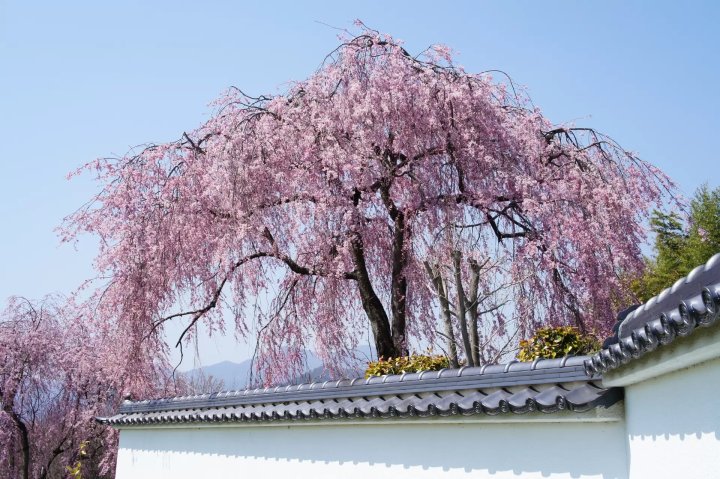 🏞️ 왕인공원 (와니코엔) 이미지 5